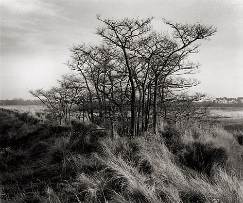 Winter Trees (Tree Clump), East Anglia, Copyright ⓒ 2007 Cate McRae; All Rights Reserved reserved