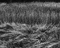 suffolk grasses ⓒ Cate McRae 2008 All Rights Reserved