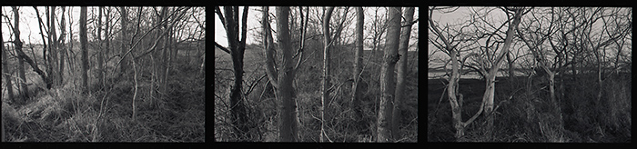 Trees at the edge, East Anglia, Copyright ⓒ 2008 Cate McRae; All Rights Reserved reserved